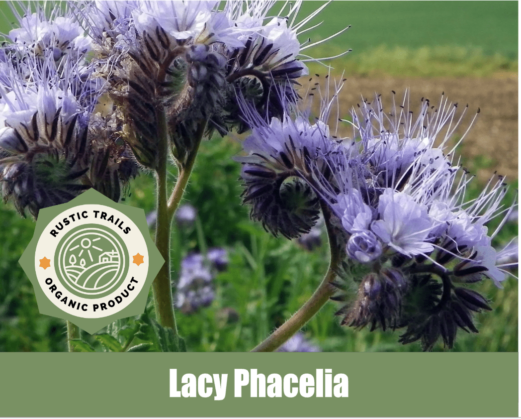 Purple Tansy, Lacy Phacelia (Phacelia tanacetifolia)